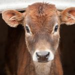 This Cow and Pig Influenza Virus Could Infect Human beings: What We Know So Far
