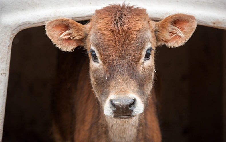 This Cow and Pig Influenza Virus Could Infect Human beings: What We Know So Far