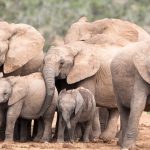 What Would make a Mammal? 423,000 Newly Determined DNA Areas Guidebook Our Genes
