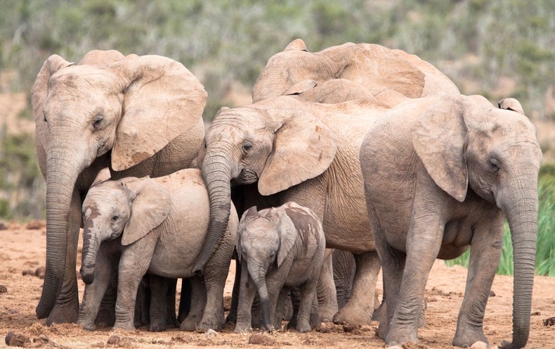 What Would make a Mammal? 423,000 Newly Determined DNA Areas Guidebook Our Genes