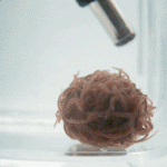 50,000 Worms Tangled Up in a Ball Unravel in an Explosive Burst when a Predator Seems