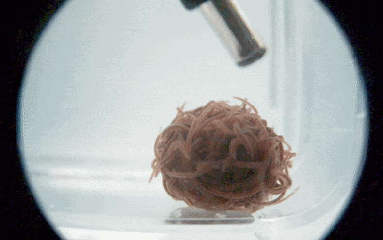 50,000 Worms Tangled Up in a Ball Unravel in an Explosive Burst when a Predator Seems