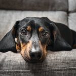 Canines Can Carry Mutant Flu Strains