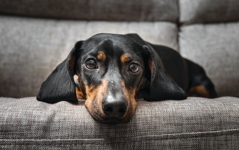 Canines Can Carry Mutant Flu Strains