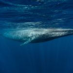 Can Putting a Selling price on a Whale Help save the Natural environment?