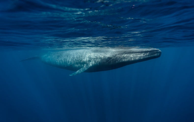 Can Putting a Selling price on a Whale Help save the Natural environment?