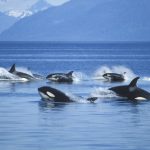 Why Are Killer Whales Ripping Livers Out of Their Shark Prey?