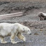 Environmental Policies Must Handle Weather Modify and Biodiversity as A person