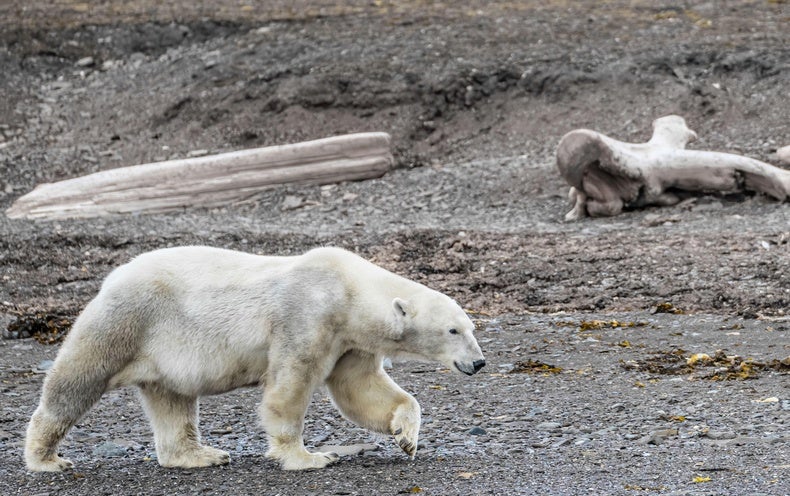 Environmental Policies Must Handle Weather Modify and Biodiversity as A person