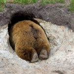 How Bears Hibernate with no Finding Blood Clots