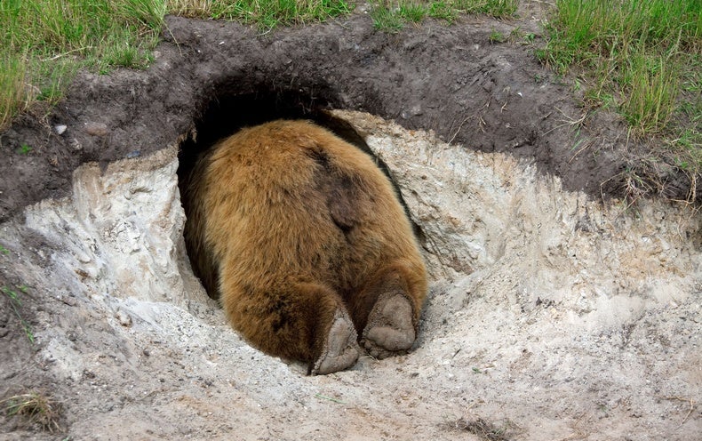 How Bears Hibernate with no Finding Blood Clots