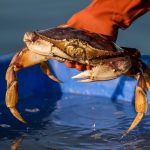 Some Crabs Are Getting rid of Their Perception of Smell as Oceans Acidify