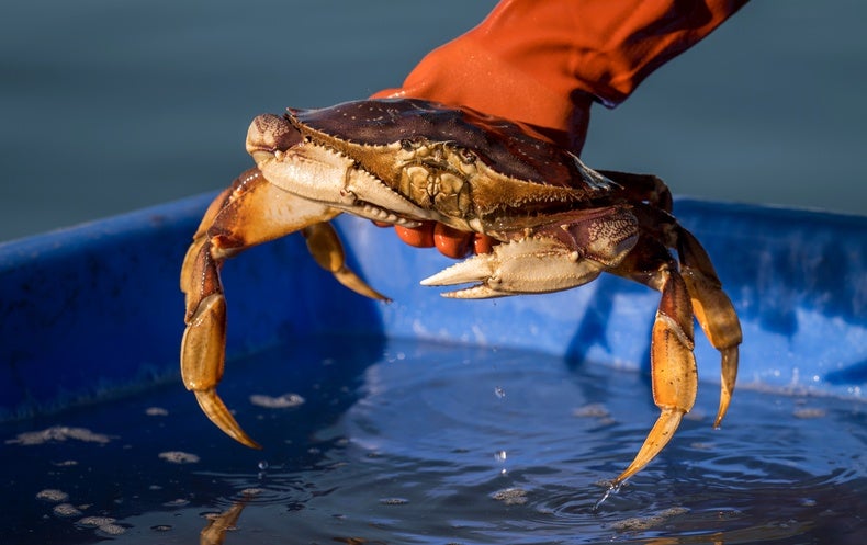 Some Crabs Are Getting rid of Their Perception of Smell as Oceans Acidify