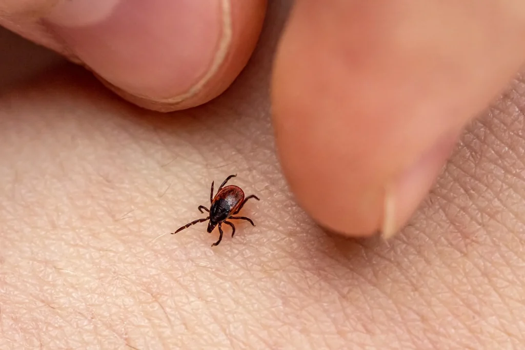 Tick-Borne Powassan Virus Can Kill — How to Defend Oneself
