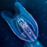 The Closest Dwelling Relative of the 1st Animal Has Finally Been Located