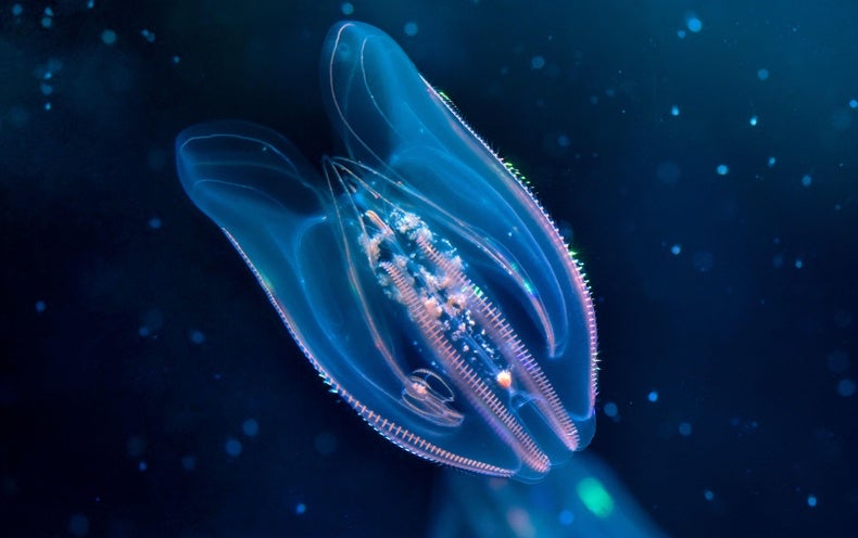 The Closest Dwelling Relative of the 1st Animal Has Finally Been Located