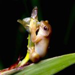 This Frog Might Be the First Amphibian Regarded to Pollinate Flowers