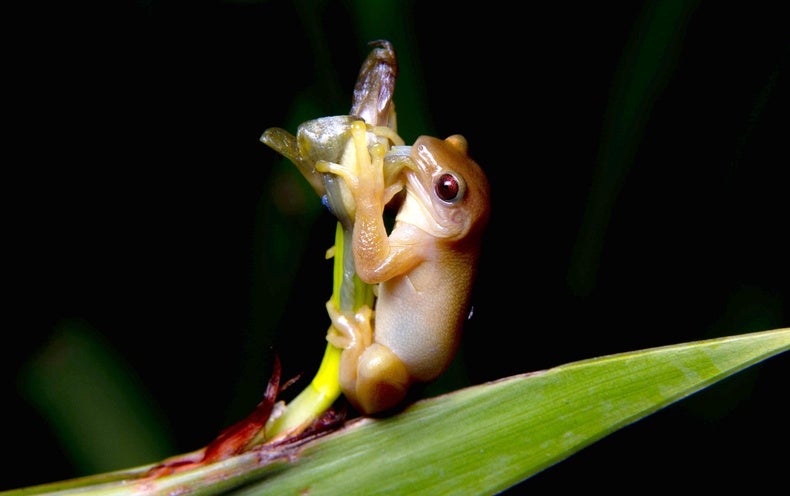 This Frog Might Be the First Amphibian Regarded to Pollinate Flowers