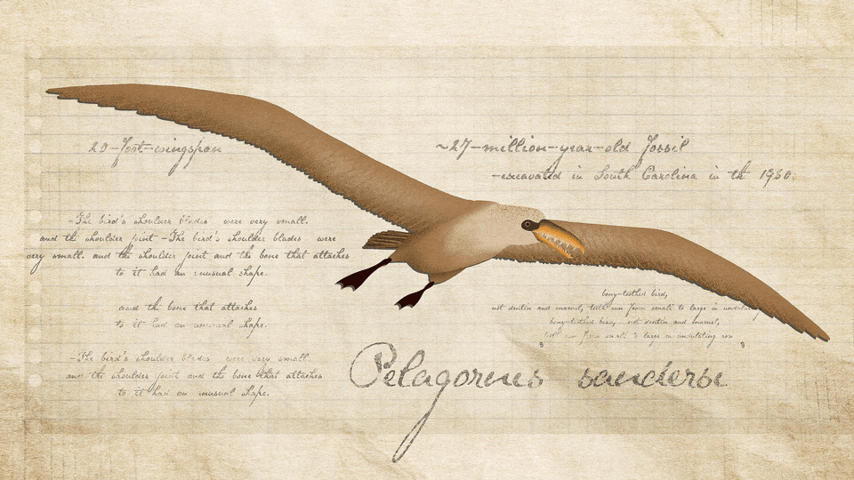 This Enormous Scientific Discovery Sat Concealed in a Museum Drawer for Many years
