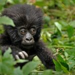 Gorillas’ Resilience soon after Early-Everyday living Trauma Holds Lessons for People