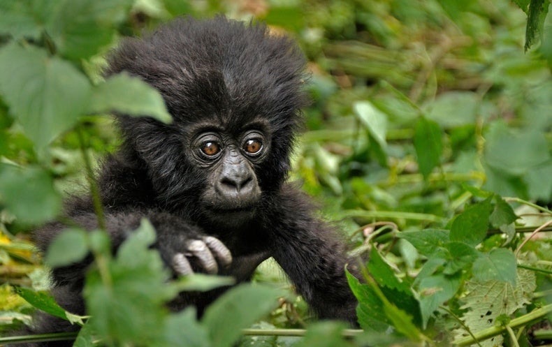 Gorillas’ Resilience soon after Early-Everyday living Trauma Holds Lessons for People