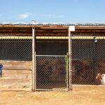 Cedar the Goat’s Story Exposed Our Beliefs about Pets and Livestock