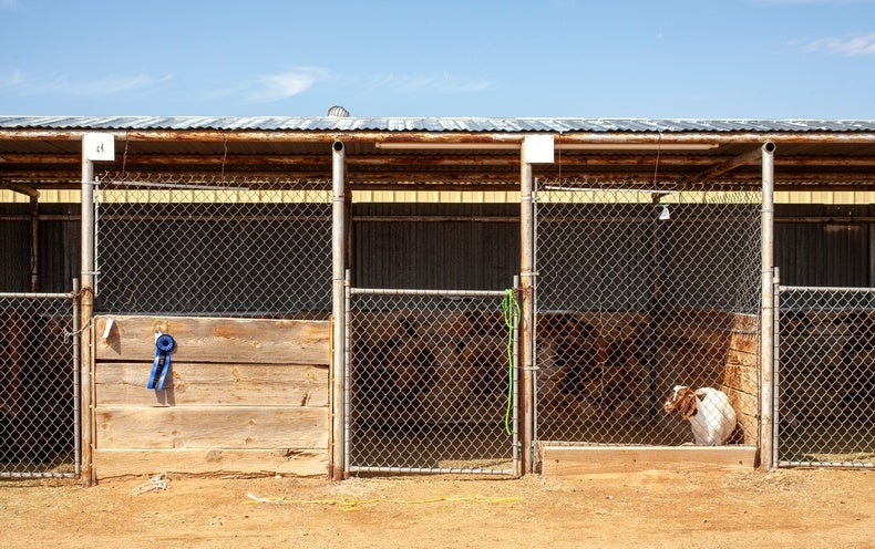 Cedar the Goat’s Story Exposed Our Beliefs about Pets and Livestock