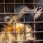 Map of Bushmeat Consumption Reveals Pandemic Threats