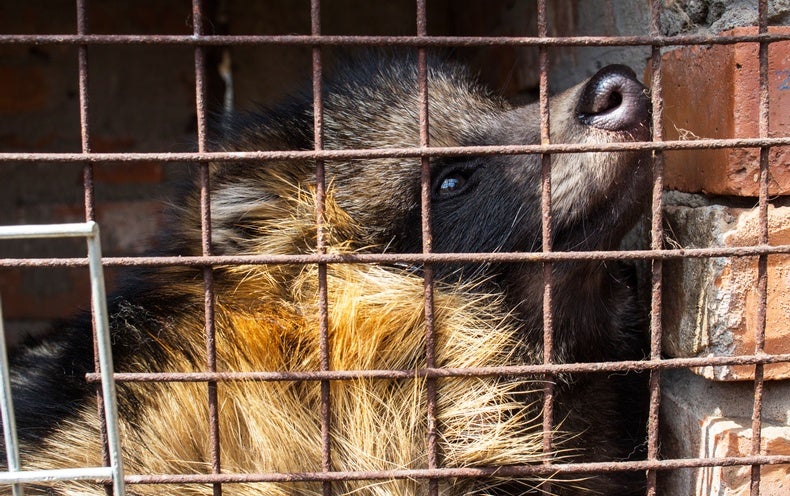 Map of Bushmeat Consumption Reveals Pandemic Threats