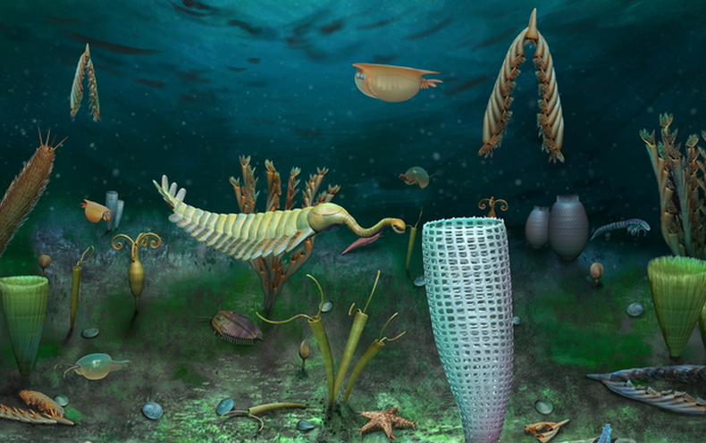 462-Million-12 months-Previous Fossil Trove Retains Miniature Globe of Marine Creatures