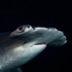 These Sharks Maintain Their ‘Breath’ to Stay Warm