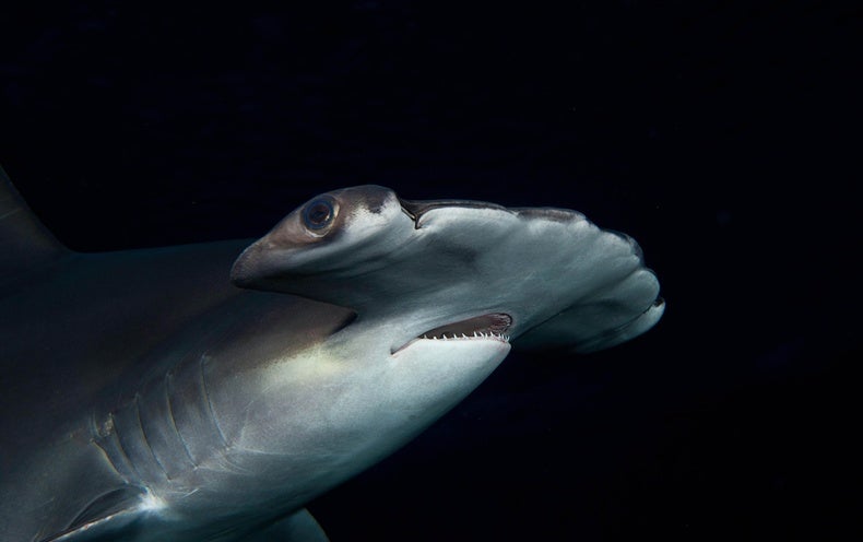 These Sharks Maintain Their ‘Breath’ to Stay Warm