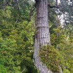 This Might Be the World’s Oldest Tree. And It Could Die of Thirst