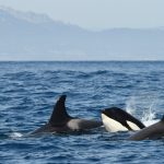 Why Has a Team of Orcas All of a sudden Commenced Attacking Boats?