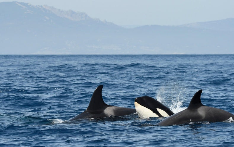 Why Has a Team of Orcas All of a sudden Commenced Attacking Boats?