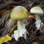 World’s Deadliest Mushroom May Now Have an Antidote