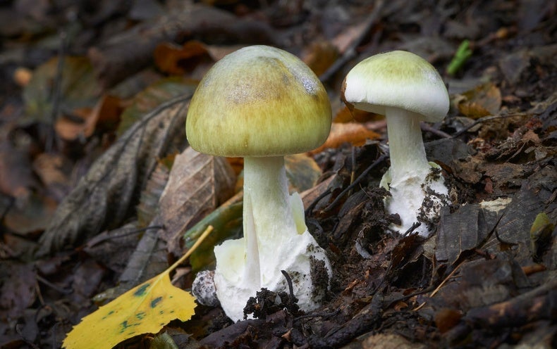 World’s Deadliest Mushroom May Now Have an Antidote