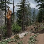 A Rare Glimpse into Afghanistan’s Spectacular, Vanishing Forests