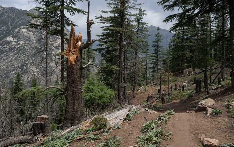 A Rare Glimpse into Afghanistan’s Spectacular, Vanishing Forests