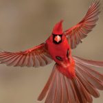This is How to Use Window Movies to In fact Shield Birds