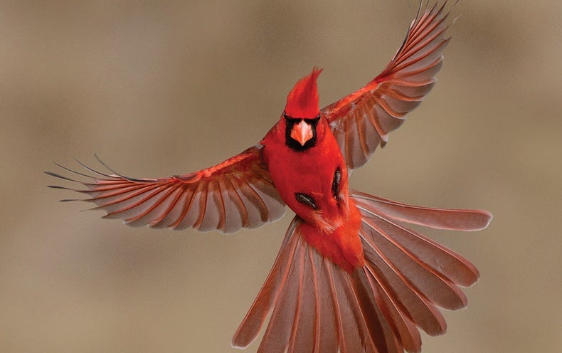 This is How to Use Window Movies to In fact Shield Birds