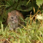 Rats Are Ultimately Long gone from This Susceptible Island
