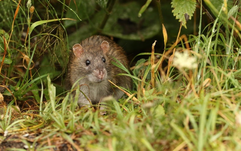 Rats Are Ultimately Long gone from This Susceptible Island