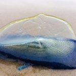 Bizarre Blue ‘Jellyfish’ Washing Up on California Shorelines Are a Sign of Spring