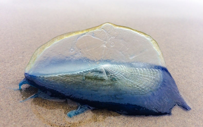 Bizarre Blue ‘Jellyfish’ Washing Up on California Shorelines Are a Sign of Spring