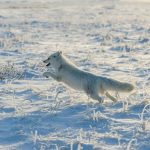 Mapping Arctic Foxes’ Magnificent Solo Journeys