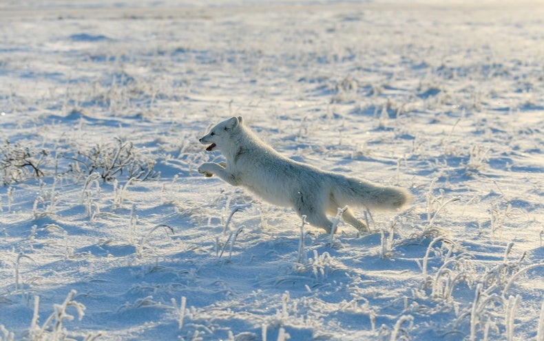 Mapping Arctic Foxes’ Magnificent Solo Journeys