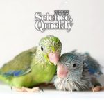 Parrot Infants Babble Just Like Us