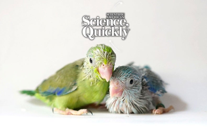 Parrot Infants Babble Just Like Us