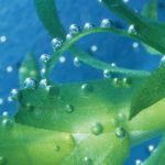 Plant Mobile Components Transform into Glass to Soak Up Sunshine